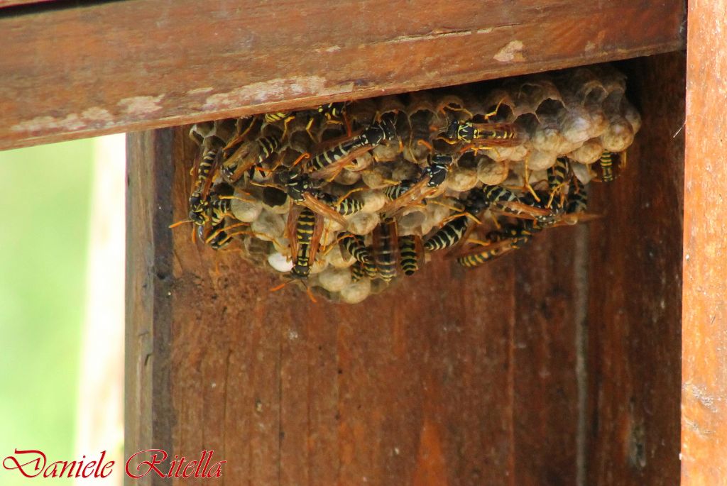 Nido con vespe: Polistes dominula